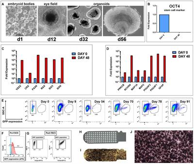 Co-grafts of Human Embryonic Stem Cell Derived Retina Organoids and Retinal Pigment Epithelium for Retinal Reconstruction in Immunodeficient Retinal Degenerate Royal College of Surgeons Rats